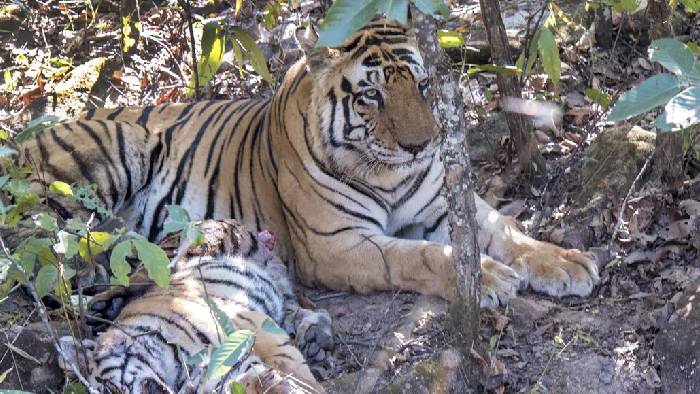 Cannibalism: “పులి పిల్లల్ని” చంపి తింటున్న పెద్ద పులి.. తాడోబా అభయారణ్యంలో అసాధారణ ప్రవర్తన..