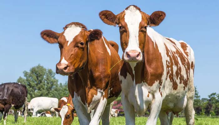 Delhi: కేంద్ర పశుసంవర్ధక శాఖ కీలక నిర్ణయం