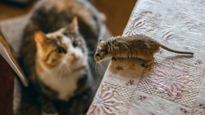 Bubonic Plague