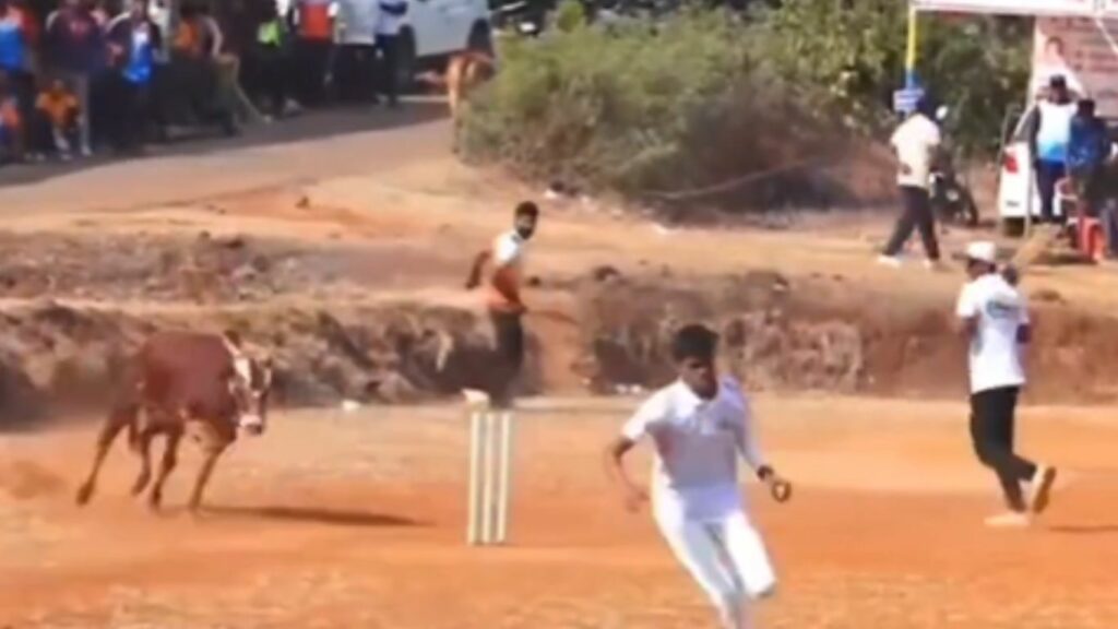 Bull Stops Cricket Match