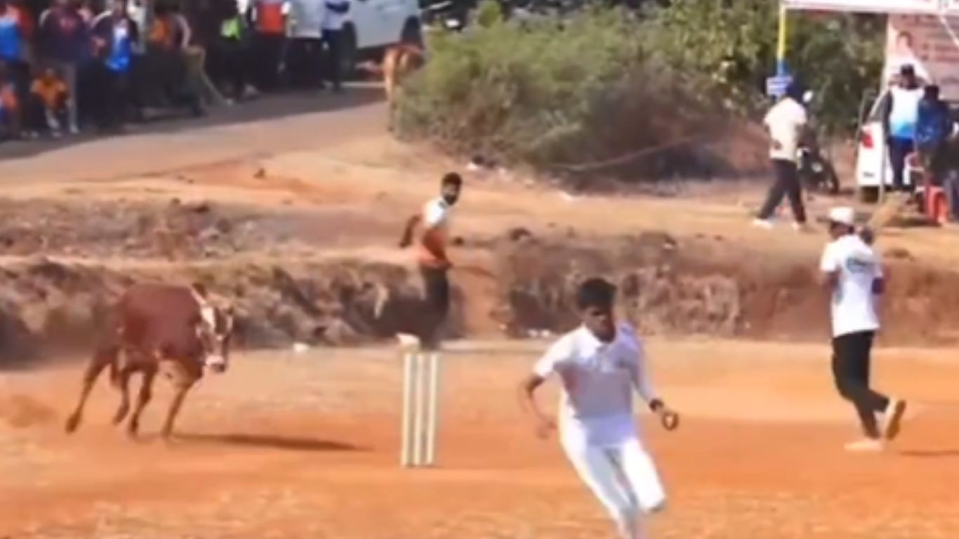 Bull Stops Cricket Match: క్రికెట్ మ్యాచ్‌ను ఆపేసిన‌ ఎద్దు.. వీడియో వైరల్!