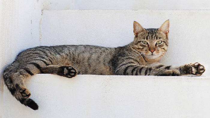 Kerala: ఆకలి బాధ.. పిల్లి పచ్చి మాంసం తిన్న వ్యక్తి..