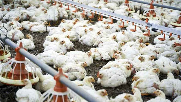 Nellore: నెల్లూరు జిల్లాలో కోళ్లకు వైరస్.. ఏవియన్ ఇన్ఫ్లుయాంజగా గుర్తింపు