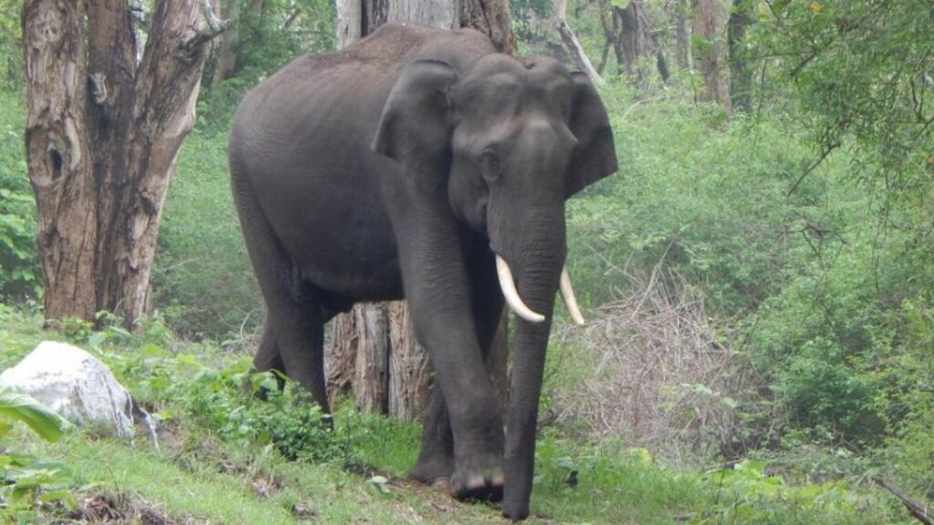 Elephant Hulchul In Tamilnadu