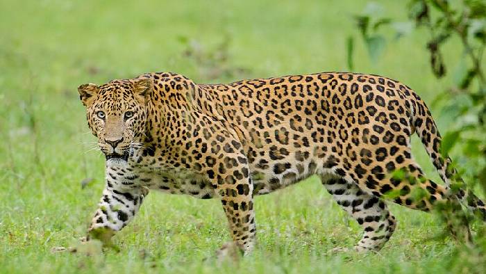 Leopard Population: దేశంలో పెరిగిన చిరుతపులుల జనాభా.. ఈ రాష్ట్రాల్లోనే అధికం..