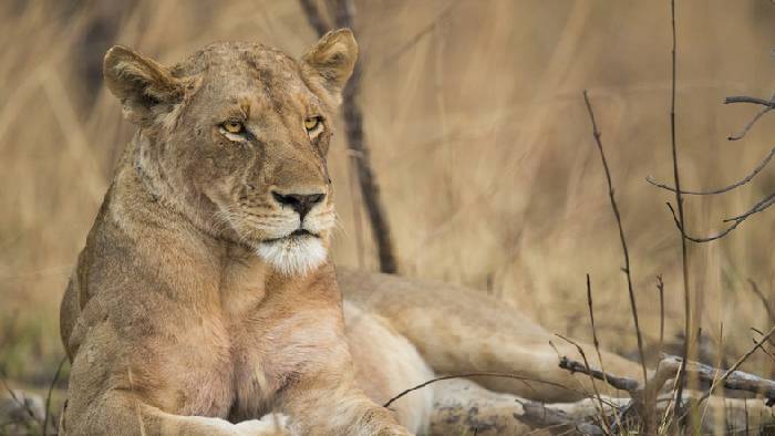 West Bengal: ఆడ సింహానికి “సీత” పేరు.. కోర్టుకెక్కిన వీహెచ్‌పీ..