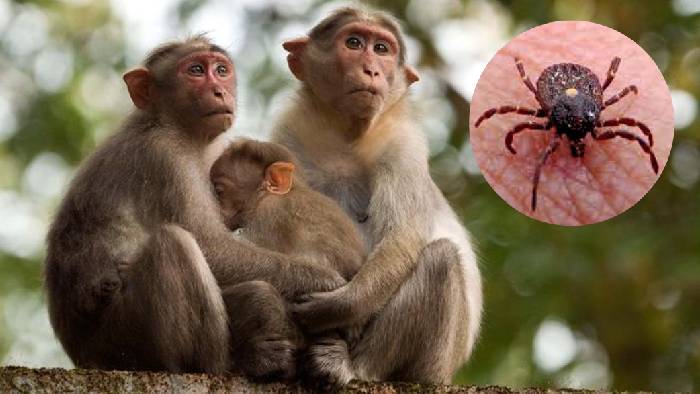 Monkey fever: మంకీ ఫీవర్‌తో మరొకరు మృతి.. 10 రోజుల్లో మూడో మరణం..