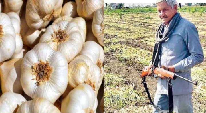 Garlic : భారీగా పెరిగిన వెల్లుల్లి ధరలు.. పంటకు సీసీటీవీ, తుపాకీలతో కాపలా