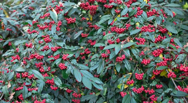 Diabetes Care : మధుమేహం నియంత్రణలో లేకుంటే ఇది ట్రై చేయండి