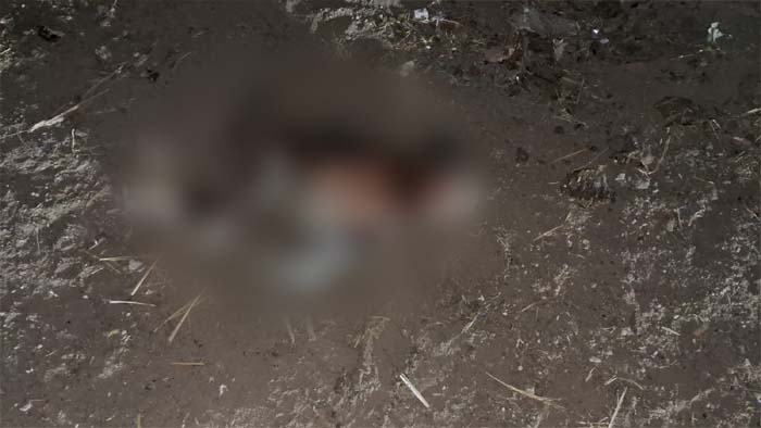 Hyderabad Street Dogs: హైదరాబాద్‌లో మరో విషాదం..చిన్నారిపై దాడి చేసి చంపేసిన వీధి కుక్కలు