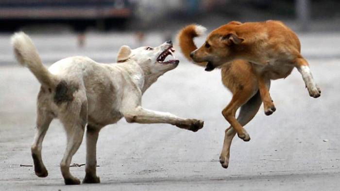 Stray Dogs Attack: మహిళపై 20 కుక్కల దాడి.. శరీరాన్ని ముక్కలుగా చేసి..