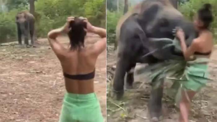 Viral Video: కూసే గాడిద మేసే గాడిదను చెడగొట్టిందంటే ఇదే.. ఈ వీడియో చూడండి