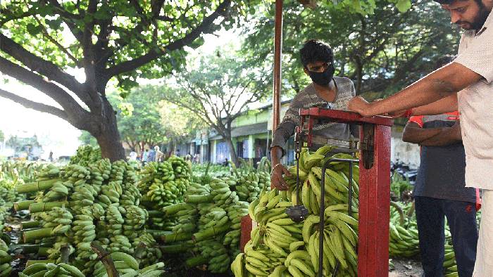 Banana Exports: భారత అరటిపండ్లకు ఫుల్ డిమాండ్.. రష్యాకు ఎగుమతి..