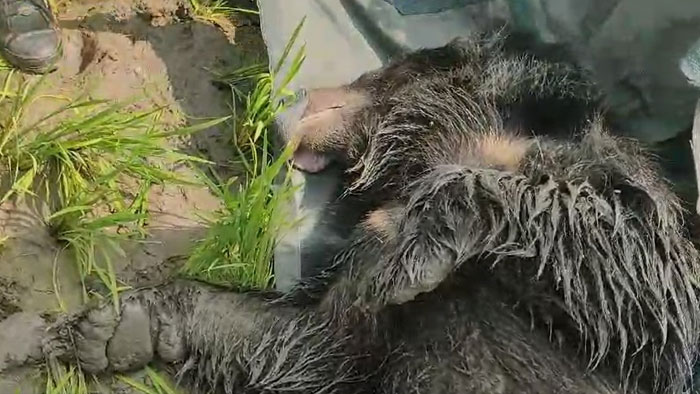 Manakondur: మానకొండూరులో ఎలుగుబంటి సెర్చ్ ఆపరేషన్ సక్సెస్..