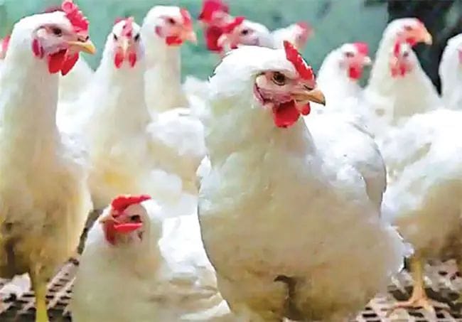 Chicken Price Hike : ఏపీలో కొండెక్కిన కోడి ధరలు.. కిలో ఎంతంటే?
