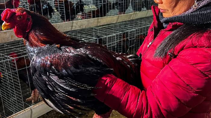 A Rare Heist: ఇదెక్కడి దొంగతనం.. ల్యాప్‌టాప్, టీవీల కోసం 133 టన్నుల చికెన్ దొంగిలించారు..