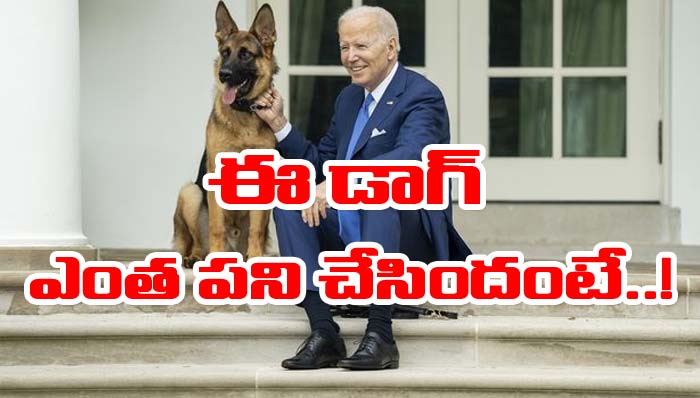Joe Biden Dog: బైడెన్ డాగ్ ఎంత పని చేసిందంటే..!