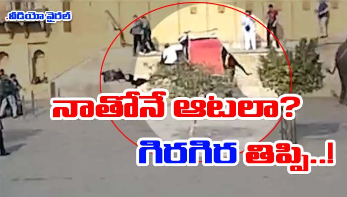 jaipur: గజరాజుకు కోపం తెప్పించారు.. ఆ తర్వాత ఏం చేసిందంటే..!