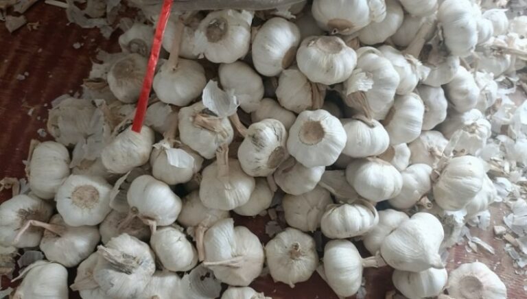 Garlic Price Hike : కొండేక్కిన వెల్లుల్లి ధరలు.. కిలో ఎంతంటే?