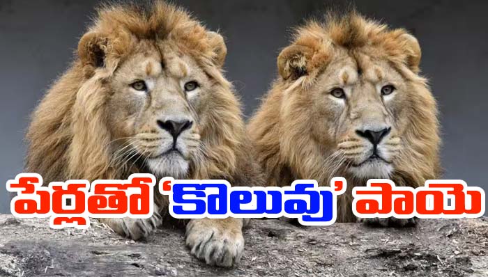Lions: సింహాలకు అక్బర్‌, సీత పేర్లు పెట్టిన అధికారికి ఝలక్