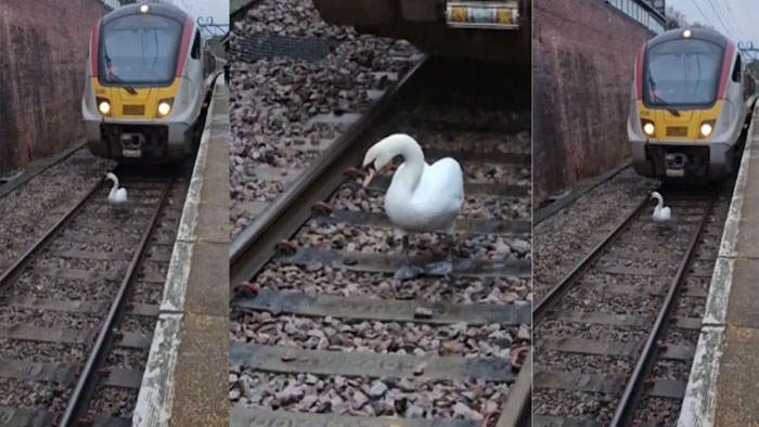 Viral Video: రైలును ఆపిన హంస.. వీడియో ఇదిగో..!