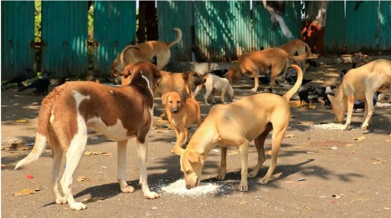 Dogs Shootout: పెంపుడు కుక్కని చంపడంతో.. 20 వీధి కుక్కలను అతి కిరాతకంగా..?