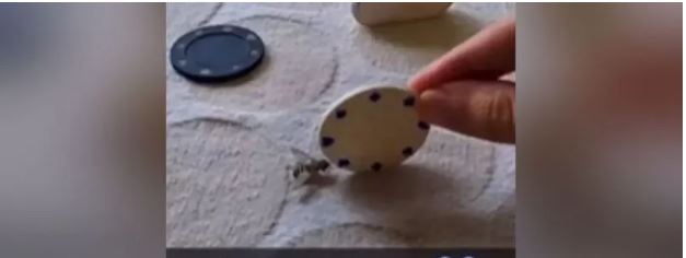 Viral Video: ఈగకు ట్రైనింగ్ ఇచ్చిన ఘనుడు.. వీడుడెవడో రాజమోళిని మించేసాడుగా..!