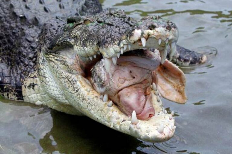 Viral Video: దేవుడా.. ఓ మొసలిని మరో మొసలి ఇలా తినేస్తుందేంటో..?!