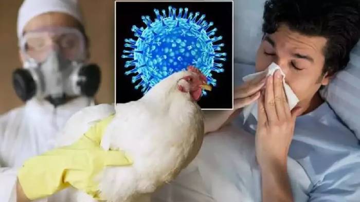 Bird Flu