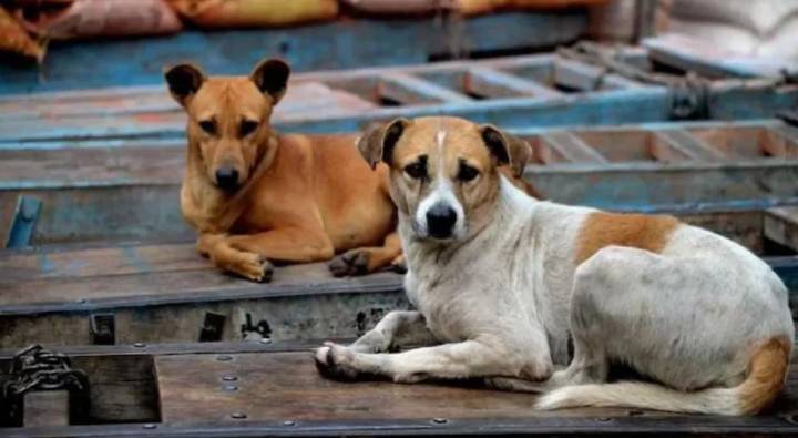 Kerala : కుక్కల కంటే మనిషి ప్రాణం విలువైంది.. తేల్చి చెప్పిన కేరళ హైకోర్టు