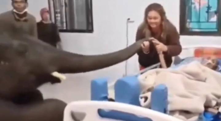 Viral Video : అనారోగ్యానికి గురైన కేర్ టేకర్ ను చూసేందుకు ఆస్పత్రికి వచ్చిన ఏనుగు