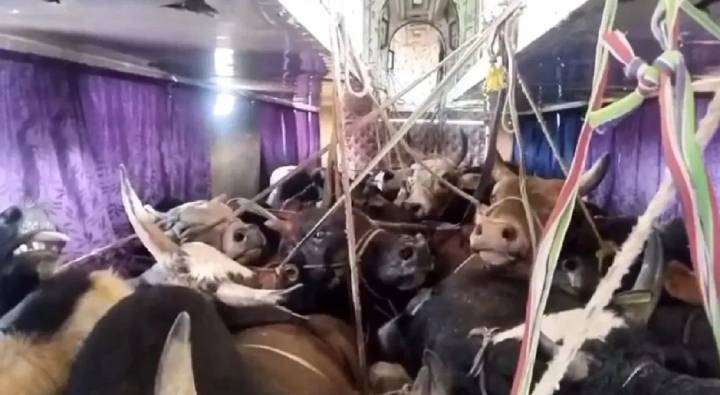 West Bengal : ఏం ఐడియా రా బాబు.. పైకి చూస్తే లగ్జరీ బస్సు.. లోపల మాత్రం ఆవుల అక్రమ రవాణా