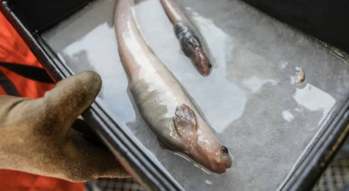 New Zealand : లోతైన సముద్రంలో 100కొత్త జాతులను కనుగొన్న శాస్త్రవేత్తలు