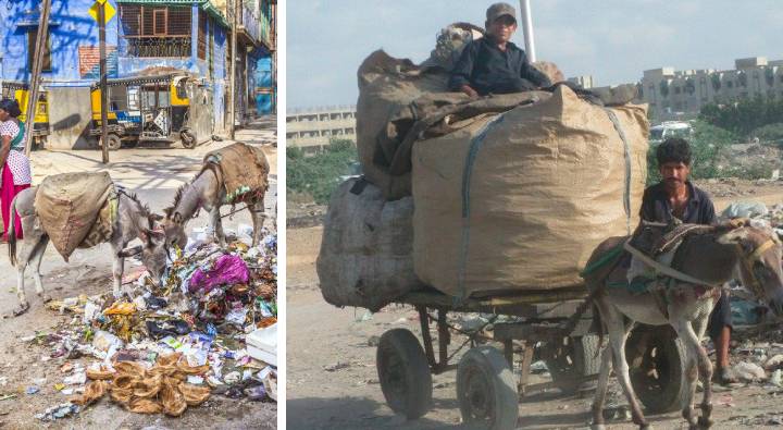 Rajasthan : చెత్త సేకరణకు గాడిదలు.. టెండర్లు పిలిచిన మున్సిపల్ కార్పొరేషన్