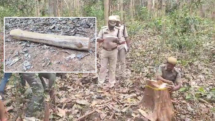 Rampachodavaram: మన్యంలో పుష్ప సీన్ రిపీట్..!