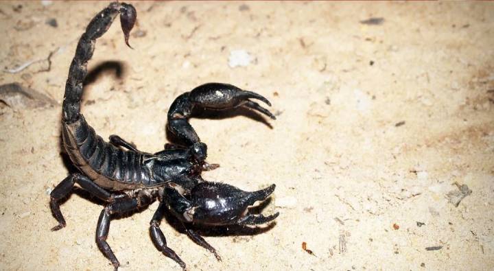 New Scorpion : ఎనిమిది కళ్లు, ఎనిమిది కాళ్లు.. కొత్త జాతి విషపు తేలును చూసి ఆశ్చర్యపోయిన శాస్త్రవేత్తలు
