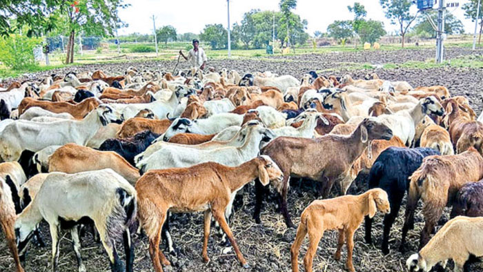 TS News: గొర్రెల కుంభకోణంలో మరో ఇద్దరు ఉద్యోగులు అరెస్ట్..