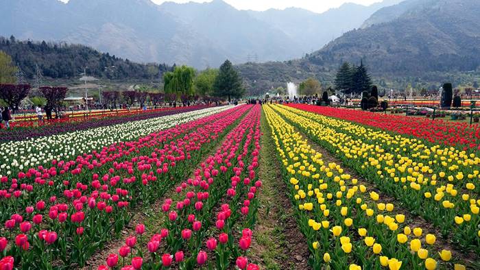 Tulip Garden