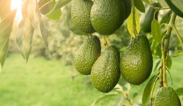 Avocado Benefits : అవకాడోను ఇలా తీసుకుంటే బరువు తగ్గడంతో పాటు మెరిసే చర్మం మీ సొంతం..