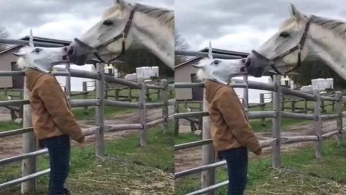 Viral: రొమాంటిక్ మూడ్‌ లోకి వచ్చిన గుర్రం.. చివరికి ఆమె చేసిన పనికి షాక్..!