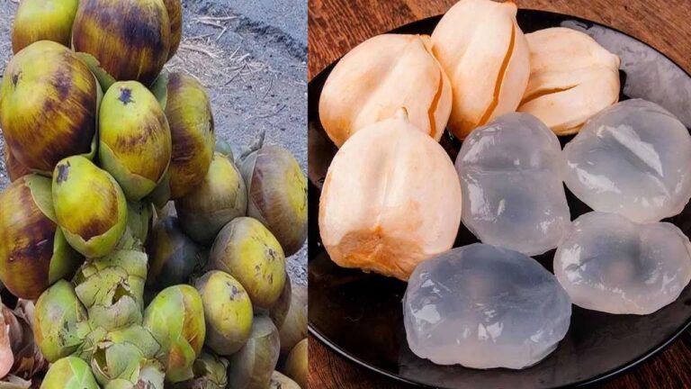 Ice Apple : వేసవిలో తాటి ముంజలను తింటున్నారా? ఎన్ని ప్రయోజనాలో తెలుసా?