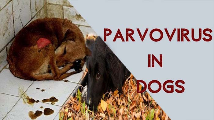 Parvo Virus In Dogs