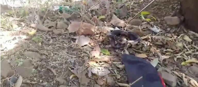 Cobra Snake: ఇదేం పైత్యం రా బాబు.. పాము నోటిని ఫెవిక్విక్‌ తో అతికించిన మహిళ..!