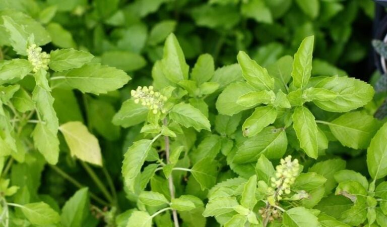 Health Tips : పరగడుపున తులసి ఆకులను ఇలా తీసుకుంటే..అద్భుతమైన ప్రయోజనాలు మీ సొంతం..