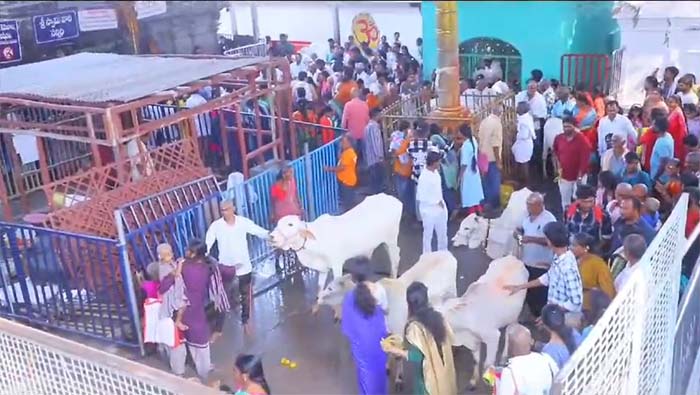 Vemulawada: రాజన్న ఆలయానికి పోటెత్తిన భక్తులు.. కోడె మొక్కులతో ఆలయ ప్రాంగణం