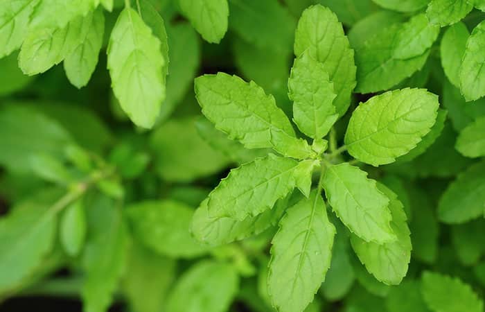 రామ తులసి