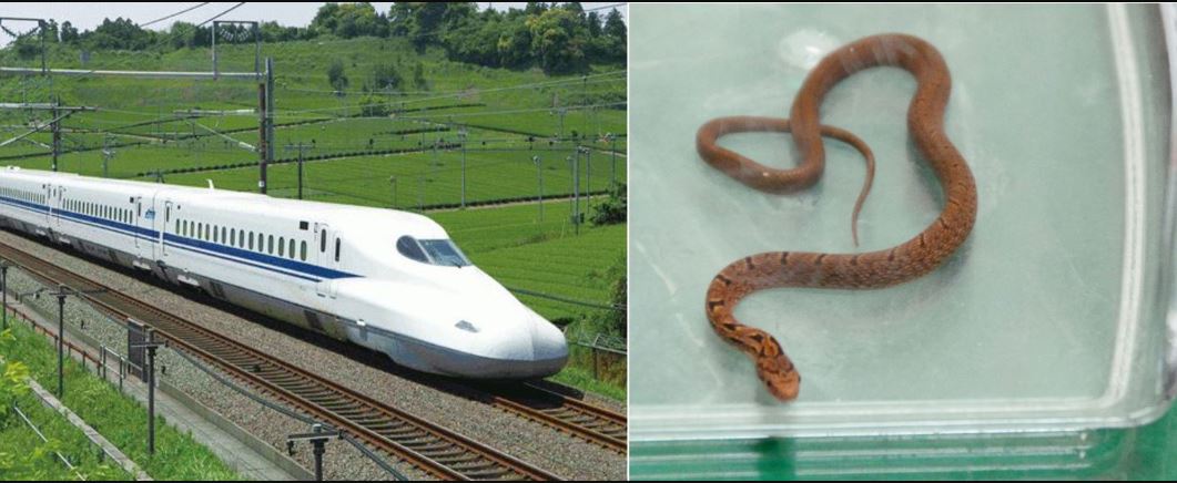 Snake In Train: బుల్లెట్ రైలులో ప్రత్యక్షమైన పాము.. 17 నిమిషాలు జ‌ర్నీ ఆల‌స్యం..