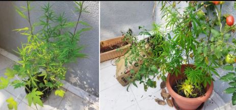 Ganja In Home: ఇంట్లోనే గంజాయి సాగు చేస్తున్న ఘనుడు.. ఎక్కడంటే..?!