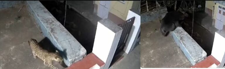 Video Viral: ఒకే ఇంటి పైకి చేరిన చిరుత, ఎలుగుబంటి.. చివరికి..?!