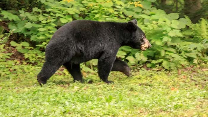 Bear Migration In Kamareddy